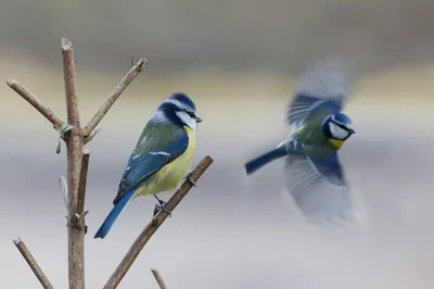Волшебные голубые птицы 🦜🦜 в золотом саду: искусное панно из стеклянной  мозаики | ARDO — ЖУРНАЛ О ДИЗАЙНЕ ИНТЕРЬЕРА | Дзен