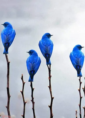 Птица, синие птицы, животные, певчая птица, животное png | PNGWing