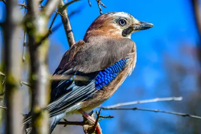Голубая птица - красивые фото