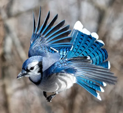 Акции фотографии птицы голубого джей. В зимний сезон джей голубой. Птицы  садились на взаимодействия. Открытый клюв. Распространенн Стоковое  Изображение - изображение насчитывающей фото, изображение: 186058175