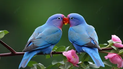 Синие Сиськи Птицы Животные - Бесплатное фото на Pixabay - Pixabay