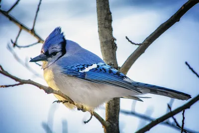 птицы голубые стоковое фото. изображение насчитывающей усаживание - 67311138