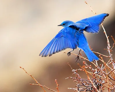 Коричневая птица с голубыми крыльями - 72 фото