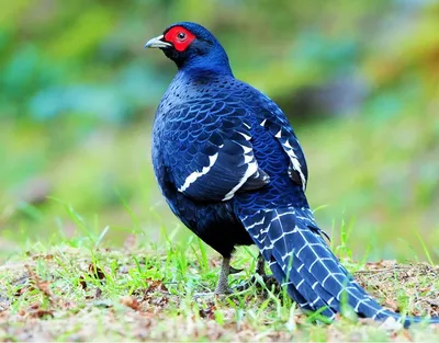 Птица с голубыми перьями - 64 фото