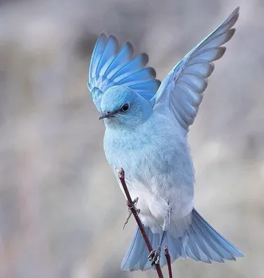 две синие птицы сидят на ветке, картинка голубая сойка фон картинки и Фото  для бесплатной загрузки