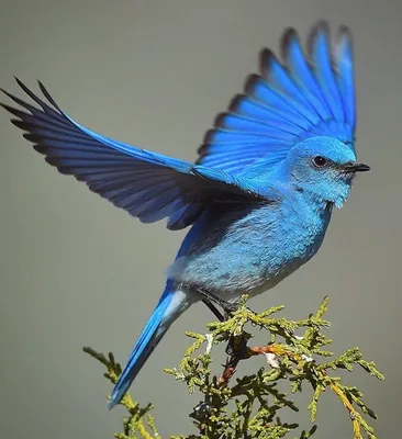 Синяя Птица Голубая Сойка Природа - Бесплатное фото на Pixabay - Pixabay