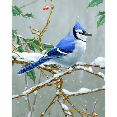 Синие птицы в природе | Танечка Федотова | Дзен