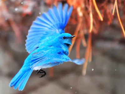 Голубая птица - 75 фото