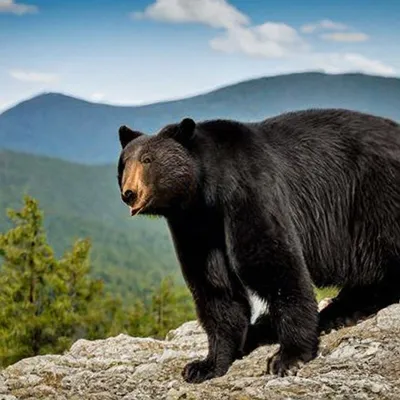 Медведь гора (Аю-Даг) в Крыму / Крым