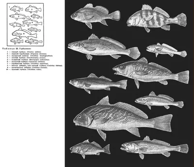 Энциклопедия \"Жизнь животных\" (1970). СЕМЕЙСТВО ГОРБЫЛЕВЫЕ (SCIAENIDAE)