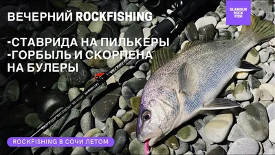 Вечерний ROCKFISHING. Ловля горбыля и скорпены на булеры. Ставрида на  пилькеры. Рыбалка в Сочи - YouTube