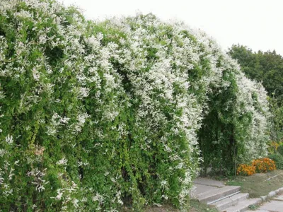 Горец \"Fallopia convolvulus\"