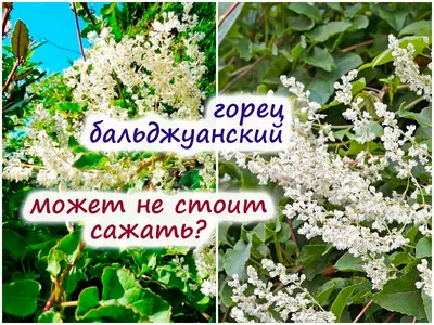 Горец бальджуанский: достоинства и недостатки растения – может лучше не  сажать?