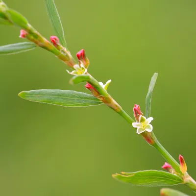 Polygonum aubertii-Горец Ауберта. | sadko.by