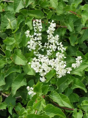 Fallopia baldschuanica — Растения Оптовая FlorAccess