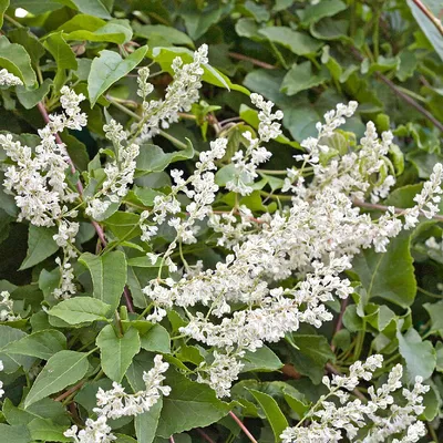 Горец бальджуанский (Fallopia baldschuanica) - PictureThis