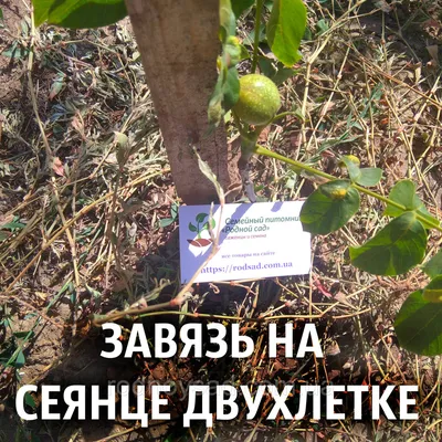 Садженці горіха сортів Велетень, Гігант та Ідеал.: 50 грн. - Сад / город  Кринички на Olx