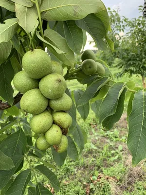 Продам горіх Ідеал, купити горіх Ідеал — Agro-Ukraine