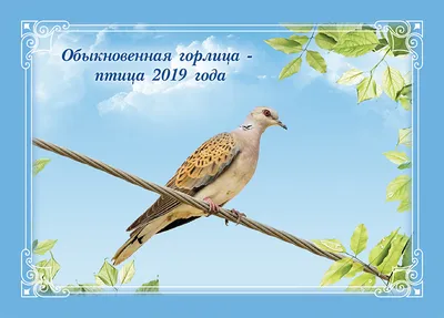 Горлица Птица Тортола - Бесплатное фото на Pixabay - Pixabay