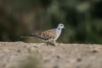 Красивая птица горлица, сидит на …» — создано в Шедевруме