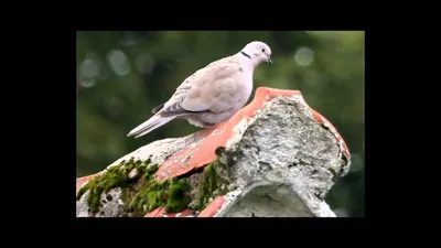 Красивая птица горлица, сидит на …» — создано в Шедевруме