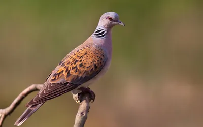 Союз охраны птиц России выбрал птицей 2019 года обыкновенную горлицу