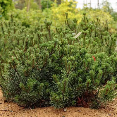 Сосна горная Пумилио (Pinus mugo Pumilio) (ID#1608205010), цена: 300 ₴,  купить на Prom.ua