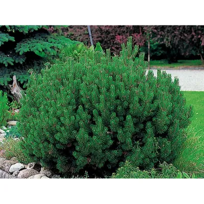 Семена Сосна горная Пумилио (Pinus mugo Pumilio), 20 штук