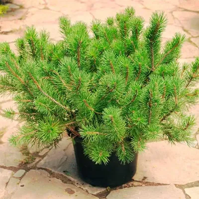 Сосна горная Пумилио Pinus Pumilio