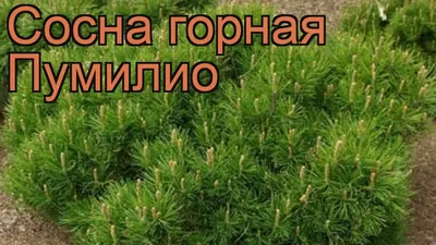 Сосна горная 'Пумилио' купить по цене 1.240,00 руб.. в Москве в садовом  центре