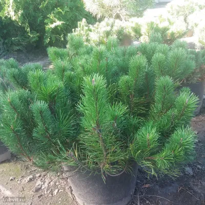 Сосна горная Пумилио (pinus mugo pumilio) 🌿 сосна Пумилио обзор: как  сажать саженцы сосны Пумилио - YouTube