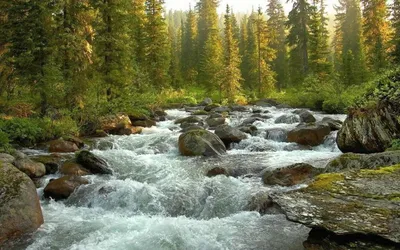 Реки Карпат: водные богатства гор, которые стоит увидеть - Отель «Коруна»