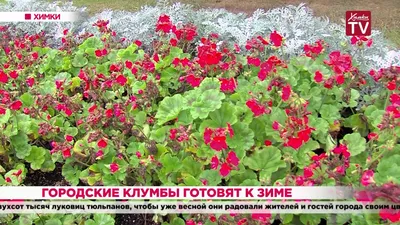 Моя Мадонна : Полмиллиона цветов украсят городские клумбы : Статьи