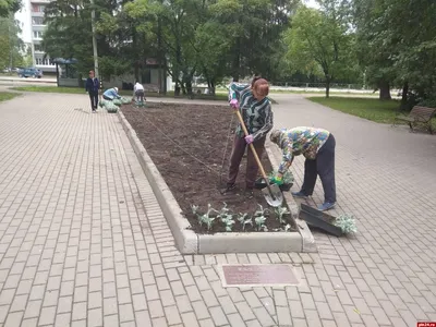 В Рязани продолжается высадка цветов в городские клумбы | Рязанские  ведомости