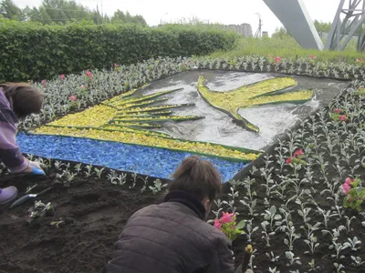 Администрация города Сочи - В Сочи для оформления городских клумб  используют экспериментальную рассаду