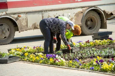 Городские клумбы украшают цветами