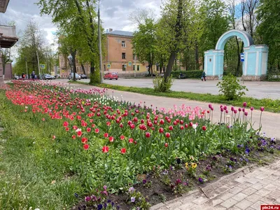 В Кыштыме городские клумбы украсятся белыми бархотками и пламенными  красотками