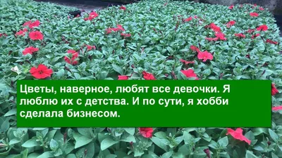 Петрозаводчане жалуются на пустые городские клумбы | 25.06.2023 | Новости  Петрозаводска - БезФормата