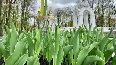 Жители Петрозаводска воруют цветы с городских клумб (ФОТО) - МК Карелия