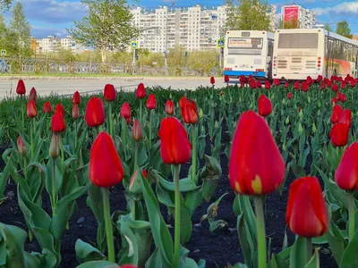 Какие городские клумбы вредны для здоровья