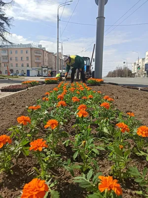 Многолетние цветы начали высаживать на городские клумбы в Москве - РИА  Новости, 19.07.2022