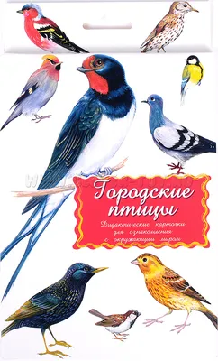 Городские птицы без игрового поля LIP1011 купить в Москве|CLEVER-TOY.RU