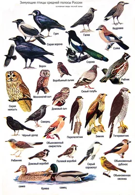 Городские птицы. | Птицы