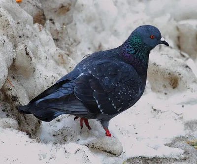 Какие птицы остаются зимовать в Тульской области | ИА “Тульская Пресса”