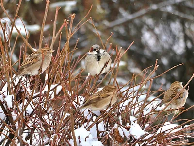 Акция «Покормите птиц зимой — 2019!» — МБУ ДО ЭЦ ЭкоСфера г. Липецка