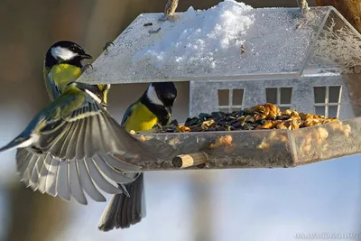 SETI.ee - Покормите птиц зимой... Дорогие неравнодушные... | Facebook