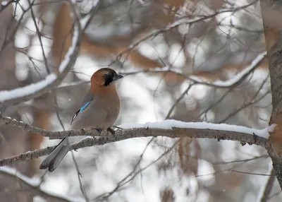 Проект «Как помочь птицам зимой?».