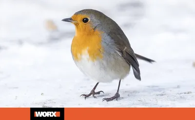 Зима Удивительные птицы снегири - YouTube