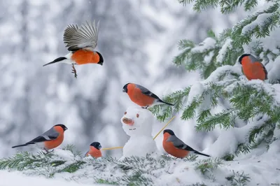 Птицы зимой в городе: почему не улетают на юг и где прячутся от непогоды /  Лента / Альпина нон-фикшн