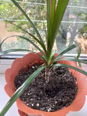 Драцена маргината высотой 150см в горшке (Dracaena marginata) купить с  доставкой в СПб